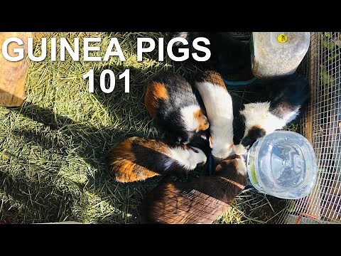 RAISING GUINEA PIGS 101 | everything you need to know!