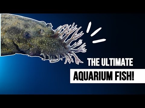 6 SECRETS WHY BRISTLENOSE PLECO IS THE ULTIMATE AQUARIUM FISH!!!