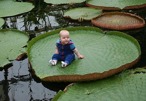 Lily-Pad Platform - TV Tropes