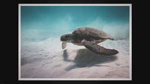 Calamari Vs Squid: Unraveling the Similarities and Differences