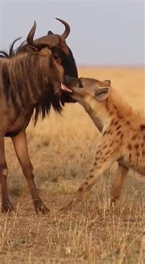 Hyena vs Wildebeest: Intense Survival Battle! #wildlife #africa #nature