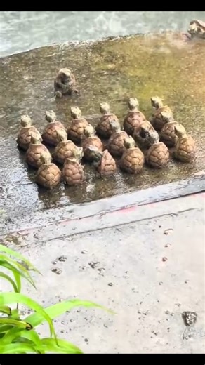 తాబేళ్ల మీటింగ్ ఏంటి ఇది? నిజం వింటే ఆశ్చర్యం!