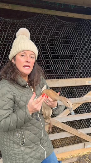 Most people see a duck and think £40. I see potential. 😳 This duck might sell for £40 and make around £18 gross profit. Or… she lays one egg a day from 1st March to 1st August. That’s 153 days. At £4 per hatching egg, that’s £612 from one duck in one season. She doesn’t stop laying in August. We stop selling because demand slows down. Families finish hatching. Schools break up. The season winds down. That’s the difference between selling livestock once and building income through production. If