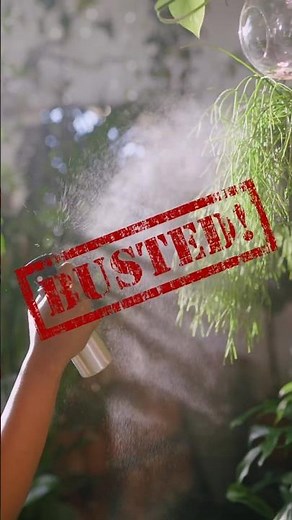 misting plants for humidity