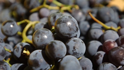 4 must-do fall activities in the Finger Lakes this weekend: See the list