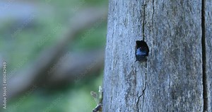 Carpenter bee builds a nesting cavity in a log and throws wood shavings and wood chips out of the entrance hole.