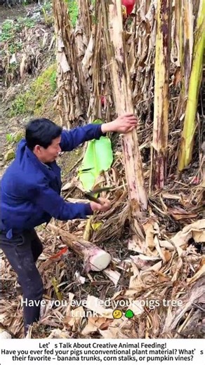 Banana Trunk Pig Feed – Turning Harvest Leftovers into Free Animal Snacks! 🐷🌴