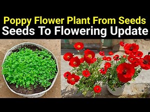 Grow In October Poppy Flower Plant From Seeds To Flowering Update / How To Grow and Care Poppy flowe