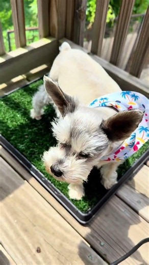Apartment dog parents… you NEED this potty training hack 🐶🏡