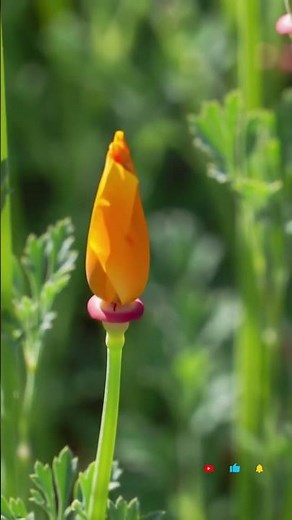 Timelapse~California Poppy Blooming in Just Seconds!