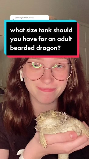 Best Tank Size for Adult Bearded Dragon