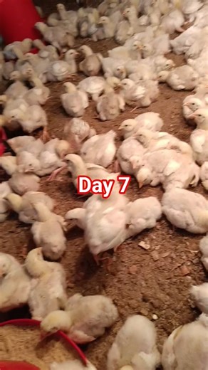 #chicken #farming #animals #new #shorts
