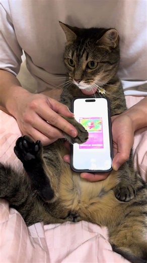 Day 297 Elfie 🐱 #pokemon