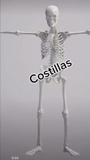 Costillas: Anatomía y Funciones en el Cuerpo Humano