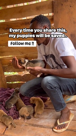 #dutchdog #dogs #puppylove #doglover #dogoftheday #fyp #ilovemydog #doglovers #doglife #doggo #instapet #dogsofinsta #labrador #doglove #dogslife #cutedog #happydog #puppylife #dogphotography | Amos AnimaRescue