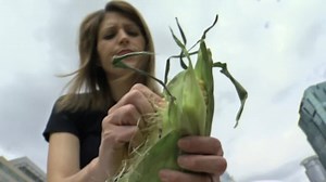 What's with that silk inside corn husks? Heather Brown finds out! | WCCO & CBS News Minnesota