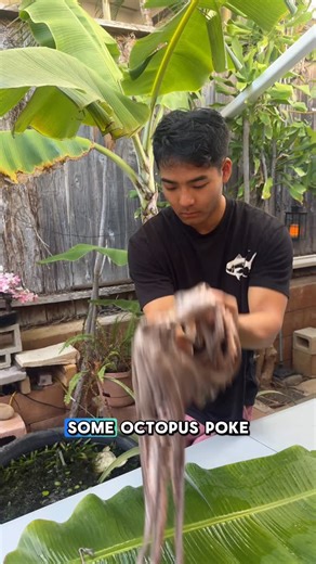 Yohsuke Kobayashi on Instagram: "Making some tako (He’e or octopus) poke Shout out to @onfirehawaii for the recipe and @therealhong for saving the day 🙌🏼 Smoked the tako on the trusty @webergrills for about 1 hour on both sides. Added sesame oil, salt, green onions, chili pepper, onions to the poke. The second version had kimchi base sauce. #catchandcook #spearfishing #hawaii #oahu #tako #octopus #poke"