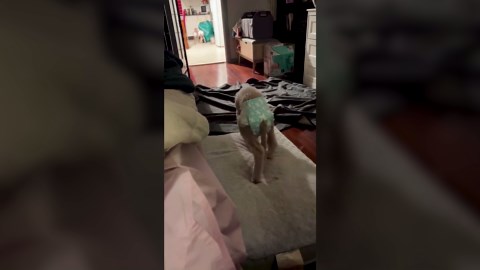 Friendly Animal Interactions