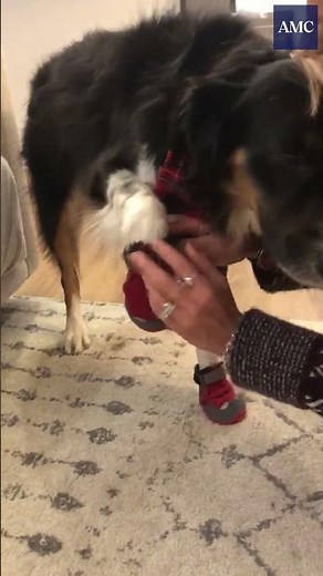 How to get your dog to wear boots