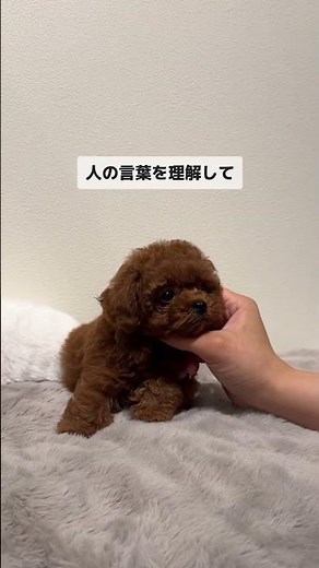 最近よく聞くティーカッププードルって知ってる？ 🥰飼う時の注意点も紹介します！#ティーカッププードル #子犬 #ペットショップ