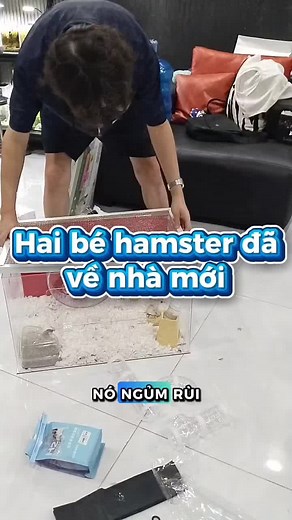Hai Bé Hamster Đã Về Nhà Mới