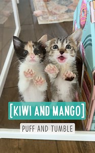 Mango and Kiwi — Puff and Tumble Mango and Kiwi are in training for Kitten Fight Club, and honestly, they could use Coco-loco and Lil Nut as their coaches. I’ll share an update on Peaches soon—she’s eating well, but she’s still not out of the woods yet. Fight Club -- Cereals: https://www.facebook.com/watch/?v=1159741315836611 | Bordernerd