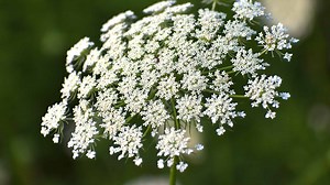 Discover the 6 Smallest Flowers in the World