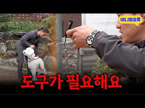 "Is this the end of the walk..?" Forced to resort to tools for a problem dog in desperate need of...