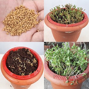How to Grow Methi (Fenugreek) At Home | Rana Craft