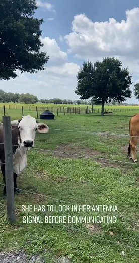 Creepy and Cute Cow Moments Caught on Camera! Must Watch!