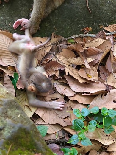 Baby Monkey's Adorable Walking Attempt in Cambodia