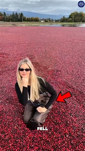 Cranberry Fields Get Flooded… Then the Spiders Appear! #Cranberry #NatureFacts #DidYouKnow