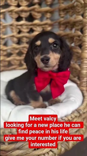 Valcy is an adorable Dachshund puppy full of energy, curiosity, and love. She's playful, smart,