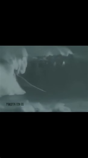 Snicker Cat | A regular wave for Snicker to surf #catlover #snicker #catdriving #drivingcat #catinstagram #cats #cat #surf #surfing #surfcat #catonboard... | Instagram