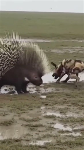Porcupine vs Wild Dogs: The Ultimate Defensive Masterclass