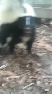 1.3K views · 27 reactions | Skunk | Nature's Stink Bomb #fyp #knowledge #animalfacts #foryou #documentary | Nature Lens | Facebook