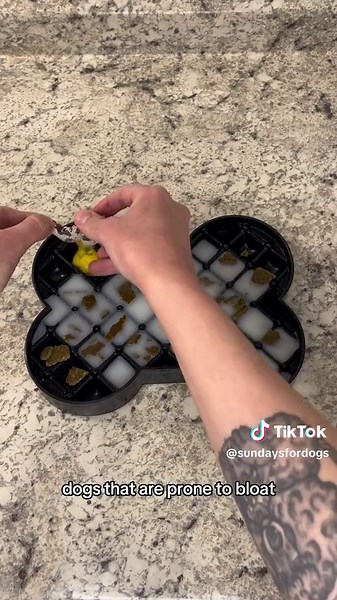 How many times a day should you feed your dog? Your dog's ideal feeding schedule can depend on a lot of factors including breed, size, age, and activity level. Tap our link in bio to read our in-depth guide on how to tailor the perfect feeding regimen for your dog #dogfood #dogtips #healthydog #doghealth #dognutrition