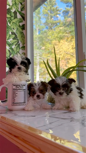 7 week old parti yorkies #partiyorkie #dogs #puppies #teacuppuppy #love #cute #family #tv #yorkie