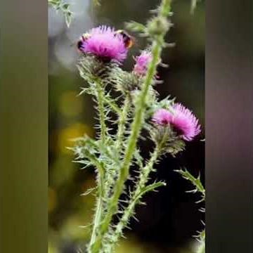 Como reconocer los cardos y sus propiedades medicinales. Cardo mariano, comestible y santo.