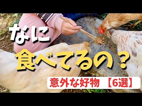 こんなものまで！？ニワトリが食べる意外な食べ物６選【ニワトリ飼育】