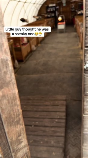 Sneaky Chick Moments That Will Make You Laugh