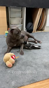 Peggy and Molly started it all . Their love and playfulness is a pleasure to watch , spreading joy and happiness to those who witnessed their unique bond . Fast forward to today and Ruby ( Peggys daughter ) is now part of the incredible friendship which makes it even more special ❤ | Peggy and Molly