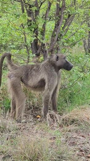 Chacma baboon eating some wild flowers.#baboon #Animals #reels #fyp #gam... #nature #wildlife | Kps Safaris | Facebook