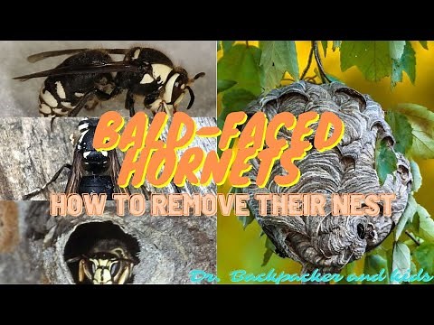 HORNETS!! How to remove their nest.
