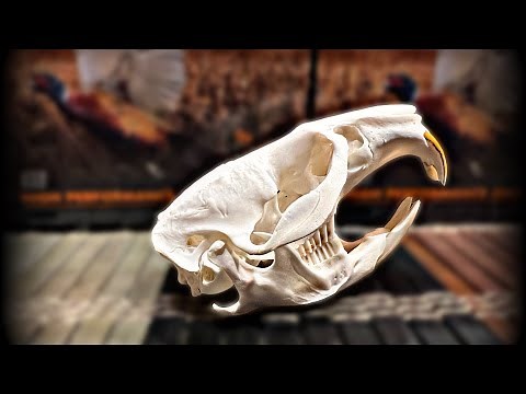 Maceration, degreasing and whitening the down and dirty on cleaning skulls