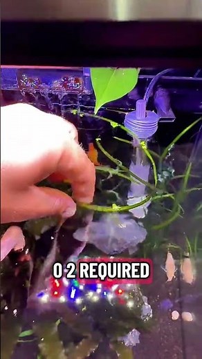 Vallisneria Care Guide | Easy Aquarium Plant for Beginners