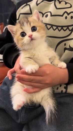 Best Pet Cats for Kids - Kid-Friendly Cats List