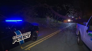 Power knocked out for hundreds when massive tree falls on power lines