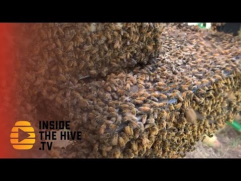 New way to help honey bees to fight Varroa mites