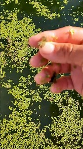 Unlimited and free chicken food that grows in water! #chickens #poultry